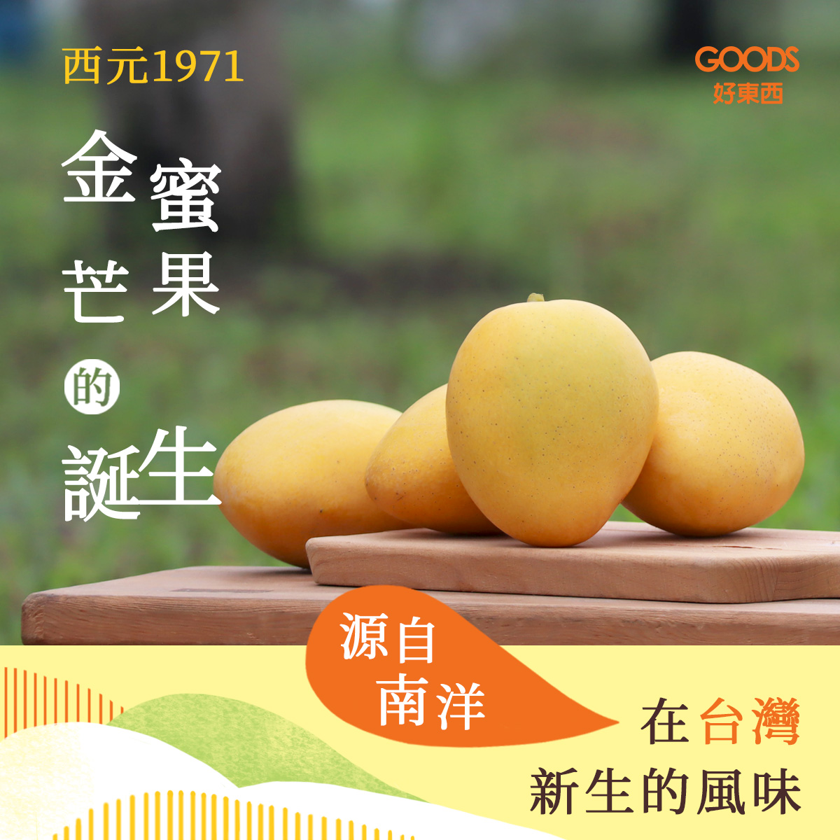金蜜芒果的誕生 源自南洋
