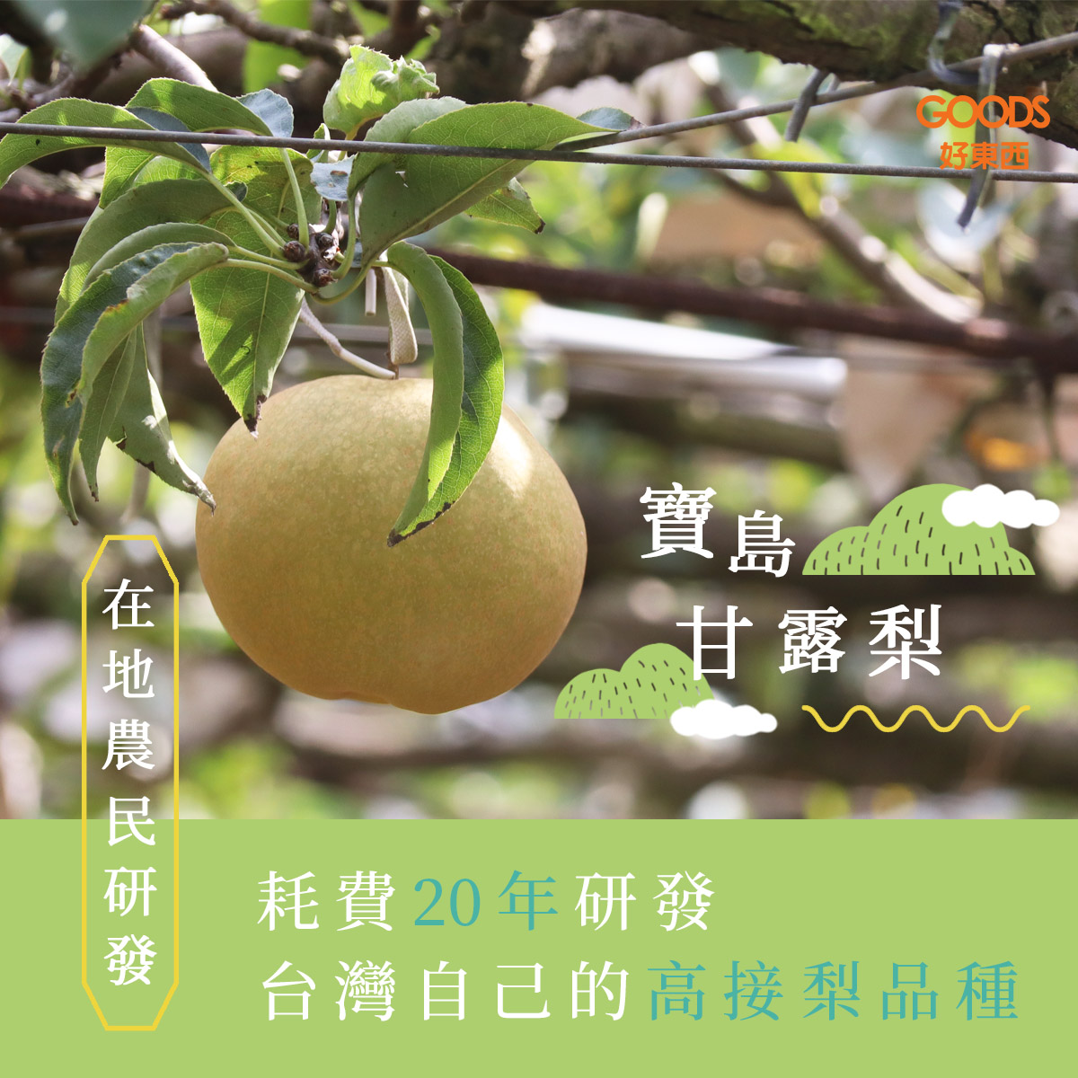 耗費20多年培育 台灣自己的高接梨品種