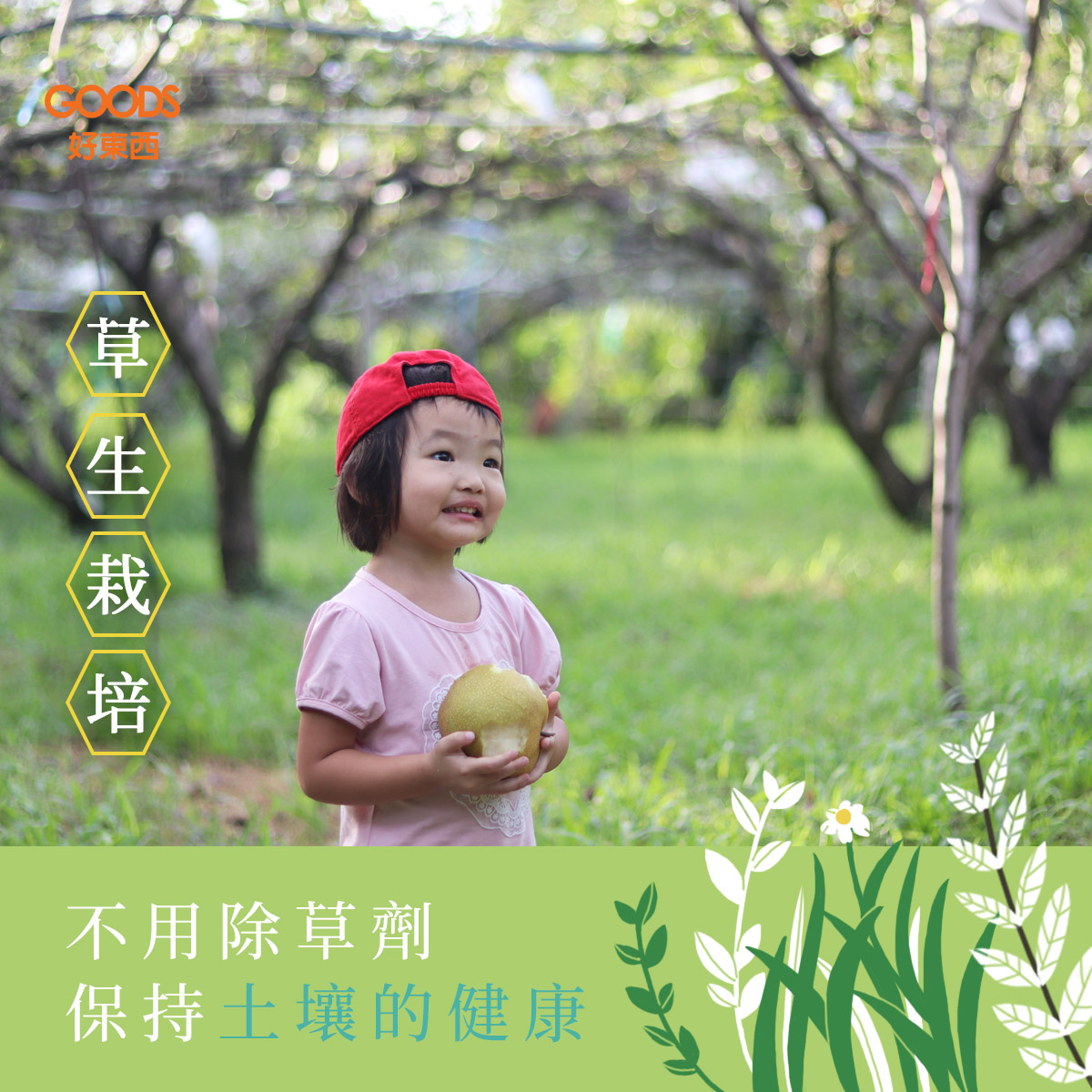 草生栽培 不用除草劑