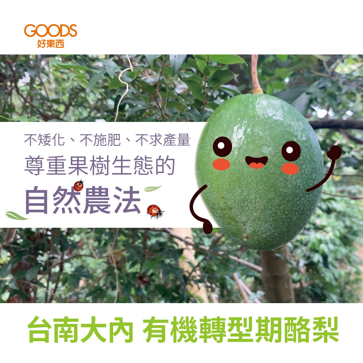 台南大內 有機轉型期酪梨