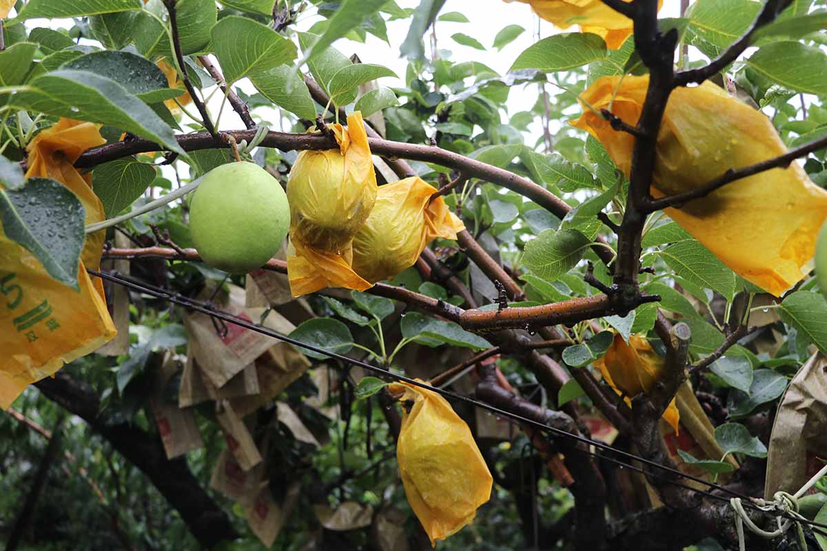 果園內的馥梨使用套袋保護，降低病蟲害