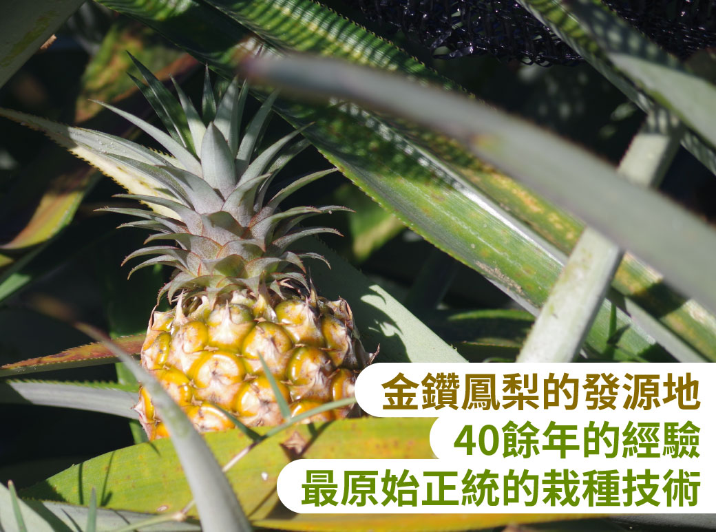 金鑽鳳梨的發源地 40餘年的經驗 最原始正統的栽種技術