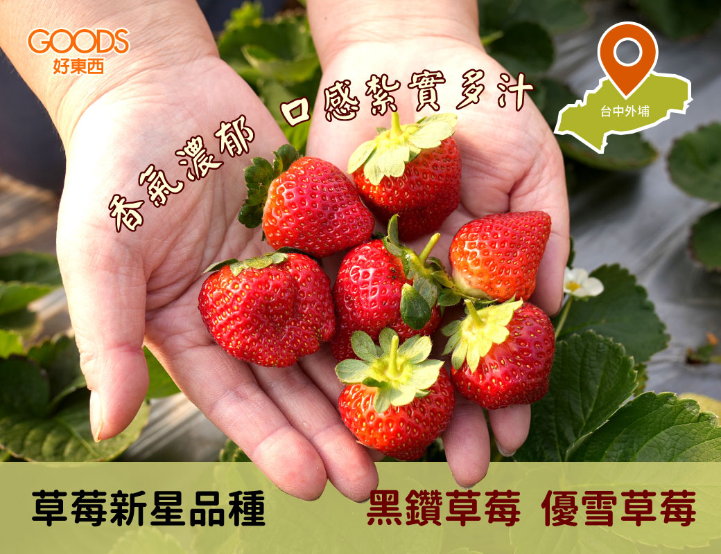 草莓界新星品種黑鑽草莓優雪草莓 香氣濃郁 口感紮實多汁