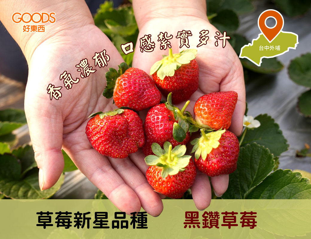 草莓界新星品種黑鑽草莓 香氣濃郁 口感紮實多汁