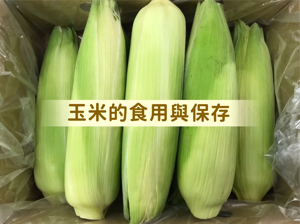 北海道白龍王水果玉米食用與保存