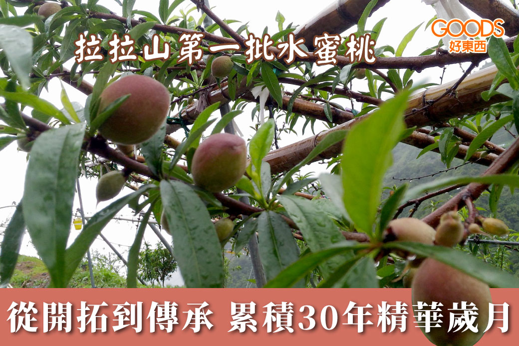 拉拉山第一批種植水蜜桃 累積30年以上的歲月精華