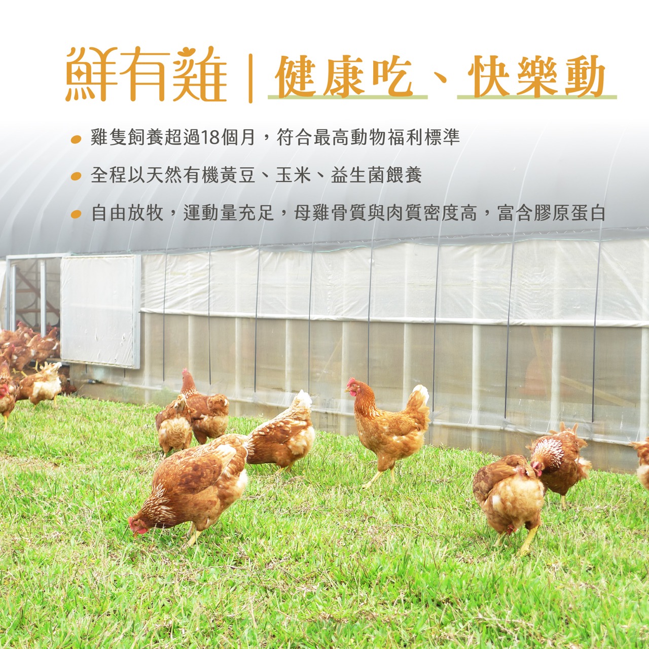 雞隻飼養超過18個月，自由放牧環境成長，以有機飼料餵養，富含膠原蛋白
