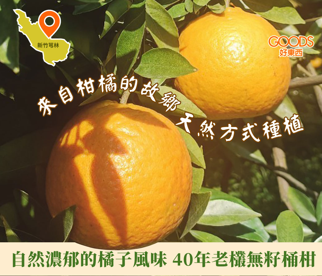 新竹芎林柑橘的故鄉 40年老欉無籽桶柑 天然方式種植 自然濃郁的橘子風味