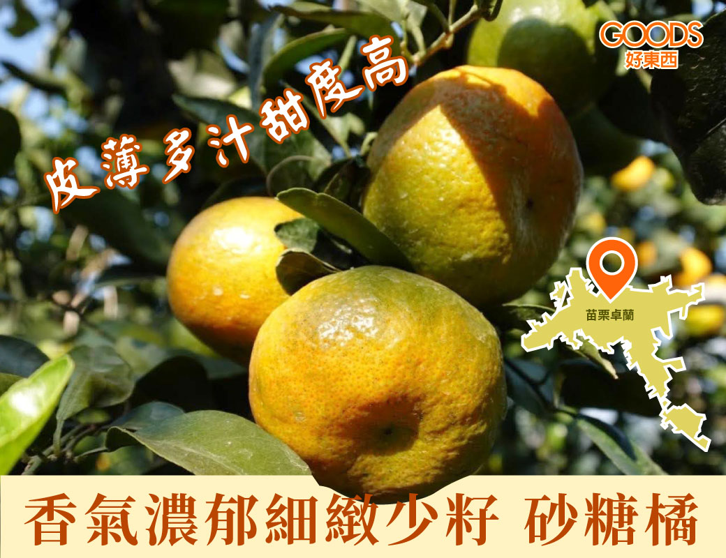 果香濃郁細緻少籽 皮薄多汁甜度高 苗栗卓蘭砂糖橘