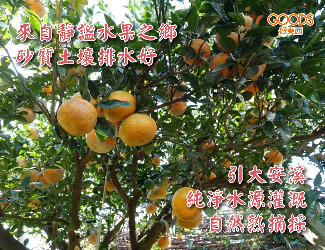來自靜謐水果之鄉-苗栗卓蘭 取自大安溪純淨水源 砂質土壤排水好