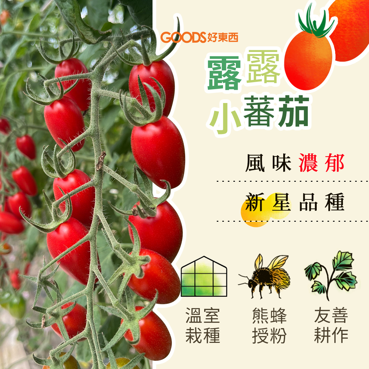 嘉義民雄新星露露小番茄