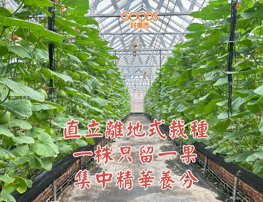 一株留一果 集中養分果形豐碩