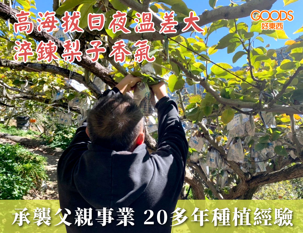高海拔種植日夜溫差大 淬鍊梨子香氣