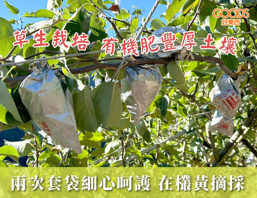 草生栽培 自然熟成在欉黃摘採