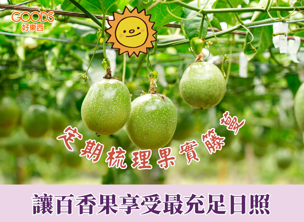 定期梳理果實藤蔓讓藍星百香果享受充足日照