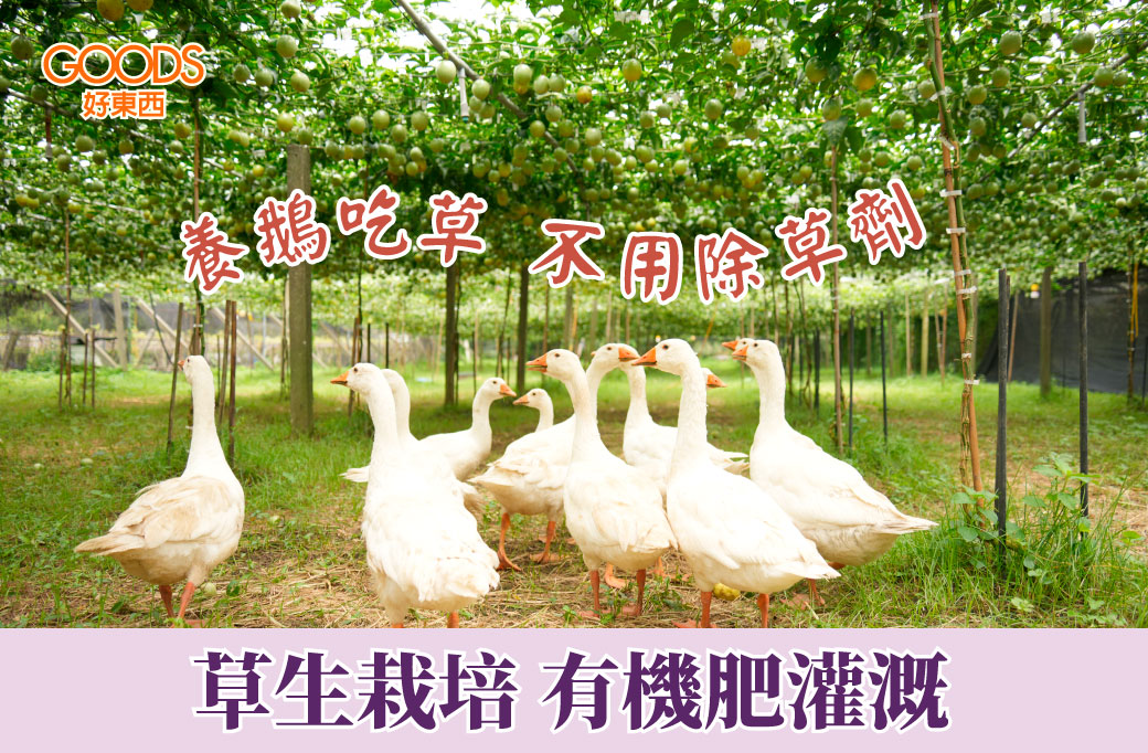 草生栽培有機肥灌溉 不用除草劑