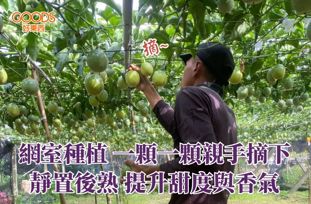 每顆都親手摘下 後熟提升甜度與香氣