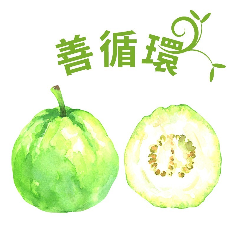【善循環】台南大內-有機轉型期珍珠芭樂-自然農法種植，嚐盡芭樂的酸‧甜‧甘‧馨！