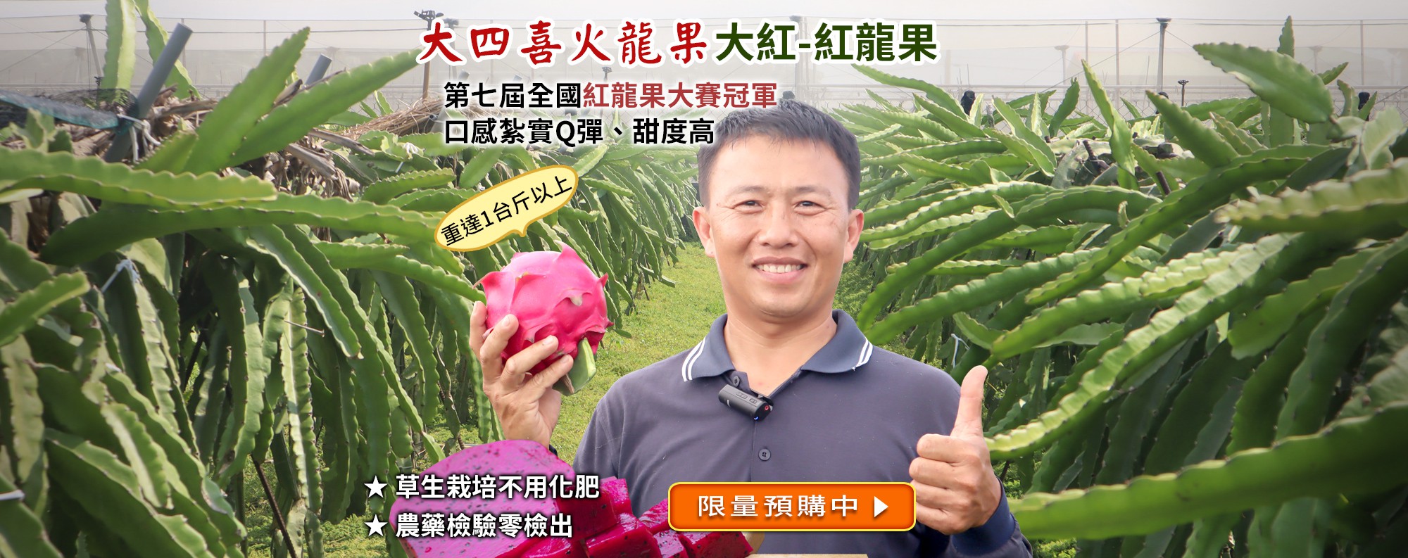 屏東萬丹「大四喜」紅龍果
